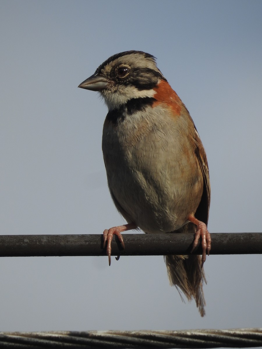 Rufous-collared Sparrow - ML167812381
