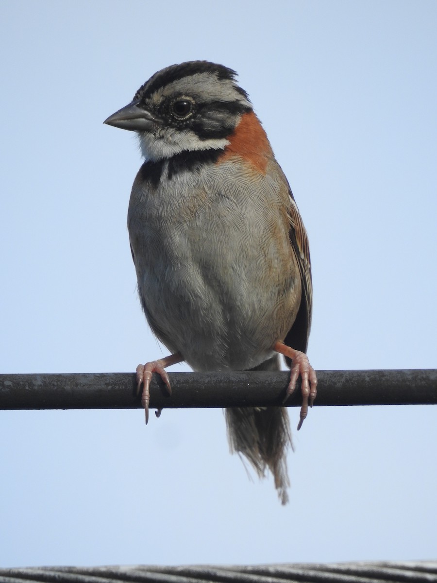 Rufous-collared Sparrow - ML167812401