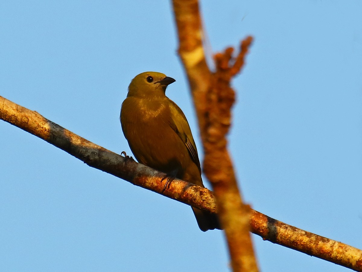 Palm Tanager - ML167812481