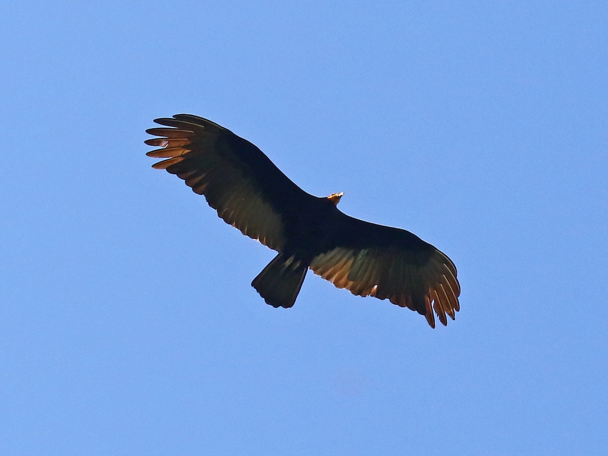 Greater Yellow-headed Vulture - ML167812591