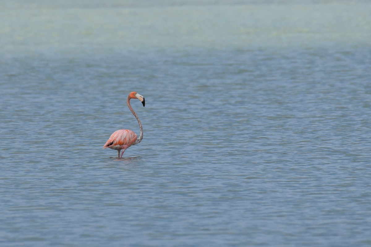 American Flamingo - ML167812711