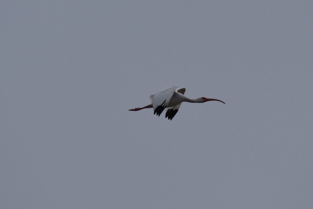 ibis bílý - ML167813411