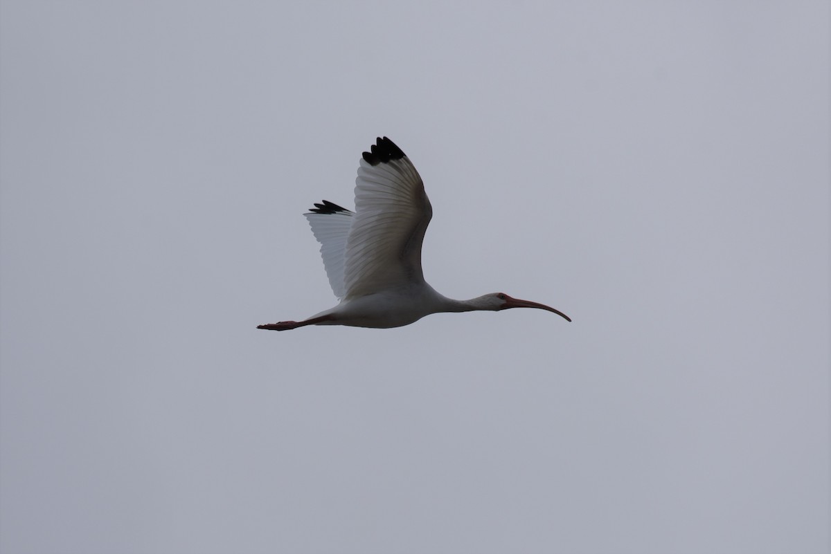 ibis bílý - ML167813431
