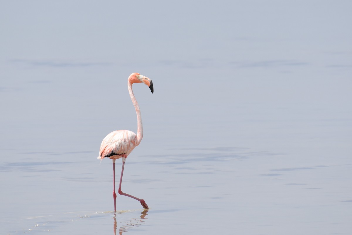 Amerika Flamingosu - ML167814251