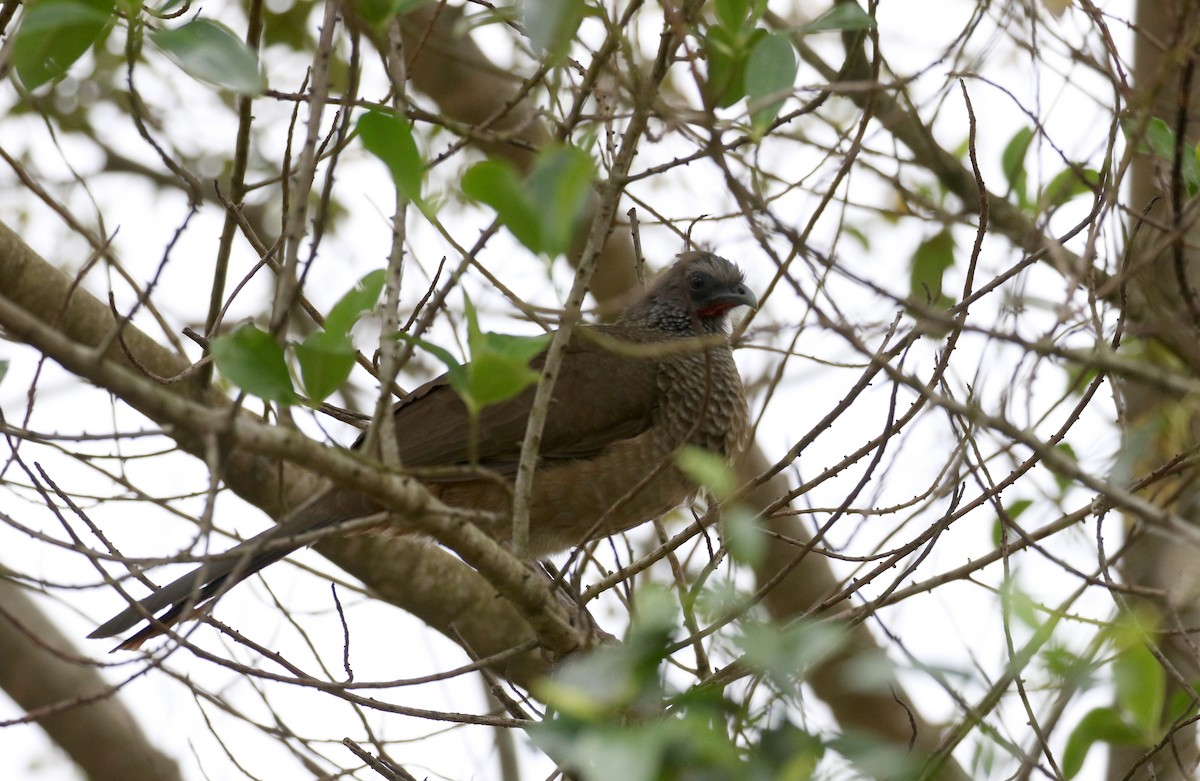 Speckled Chachalaca (Speckled) - ML167814841