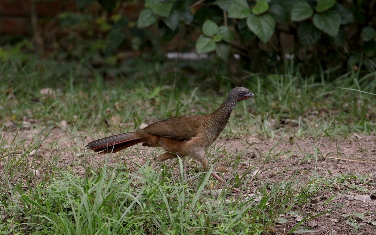 Speckled Chachalaca (Speckled) - ML167814881