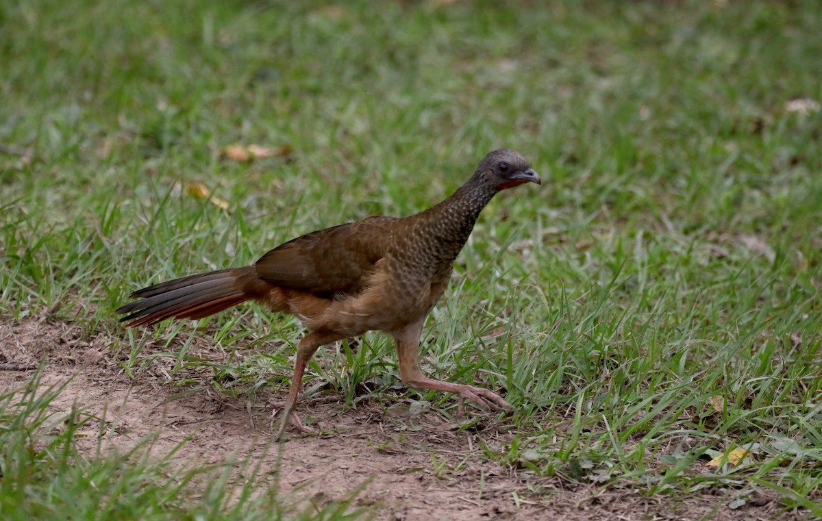 Speckled Chachalaca (Speckled) - Jay McGowan