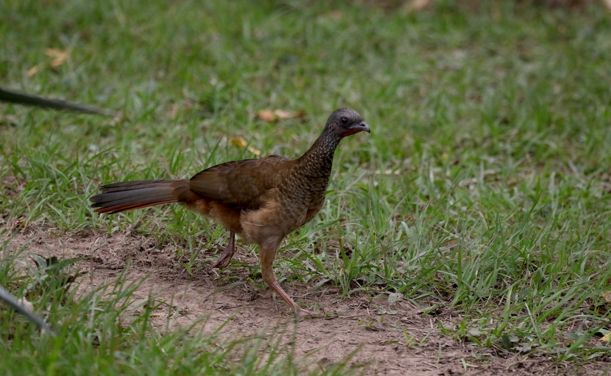 Speckled Chachalaca (Speckled) - ML167814901