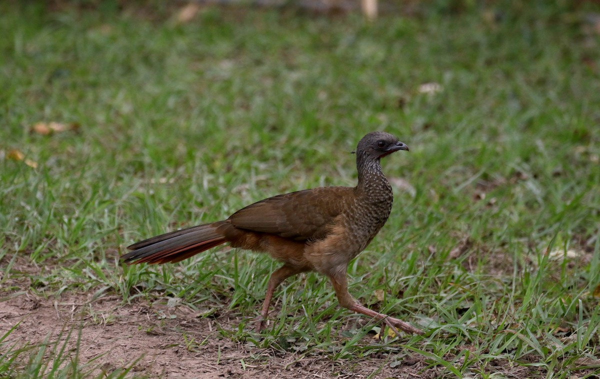 Speckled Chachalaca (Speckled) - ML167814921