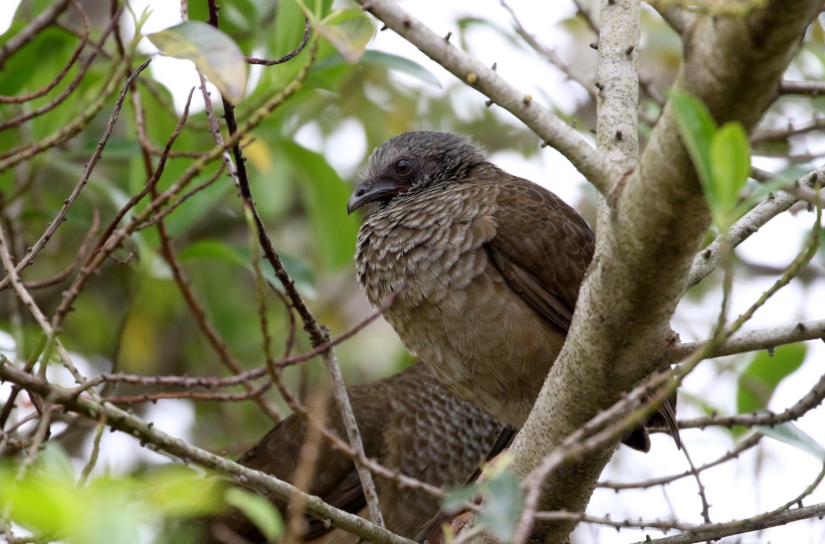Speckled Chachalaca (Speckled) - Jay McGowan