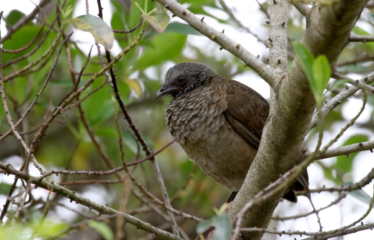 Speckled Chachalaca (Speckled) - ML167815041