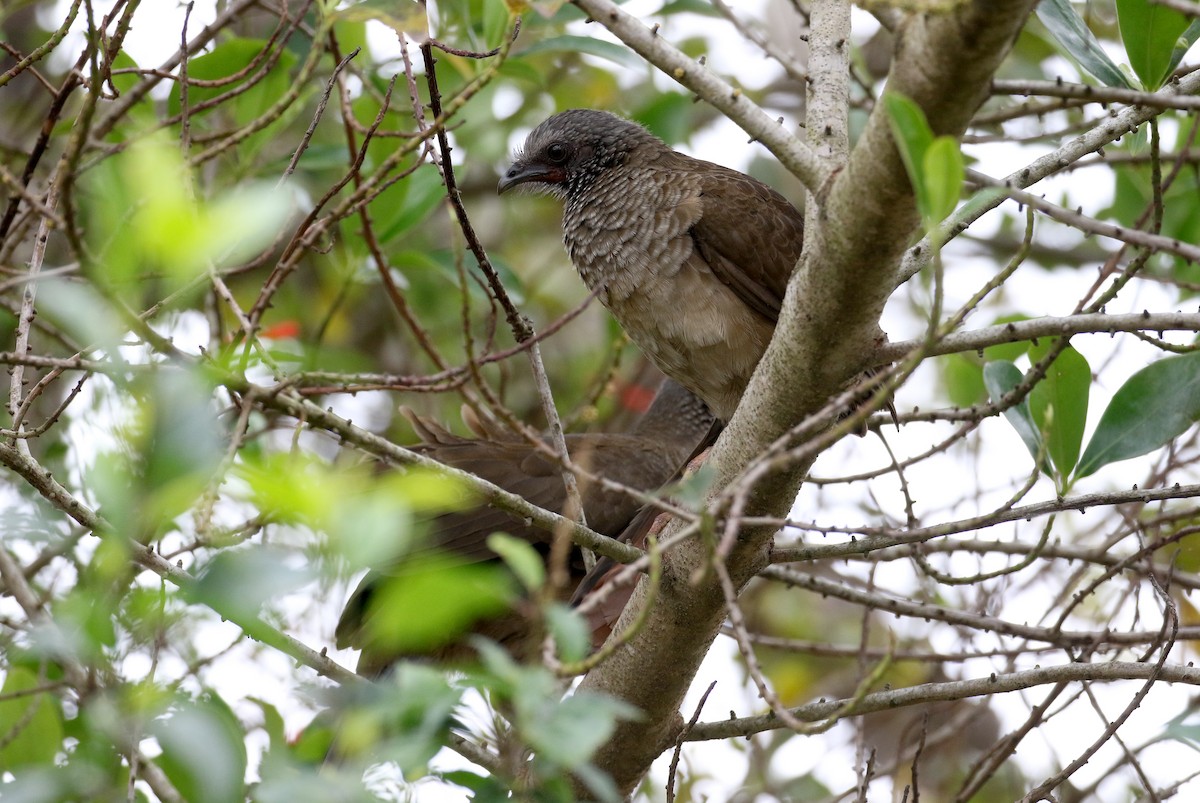 Speckled Chachalaca (Speckled) - ML167815091