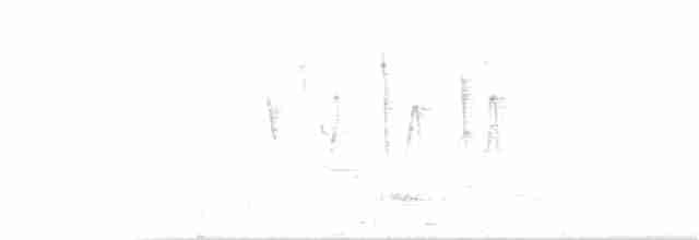 White-crested Tyrannulet (White-bellied) - ML167816691