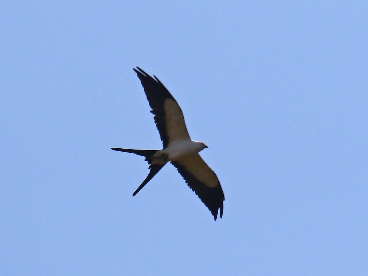 Swallow-tailed Kite - ML167818801