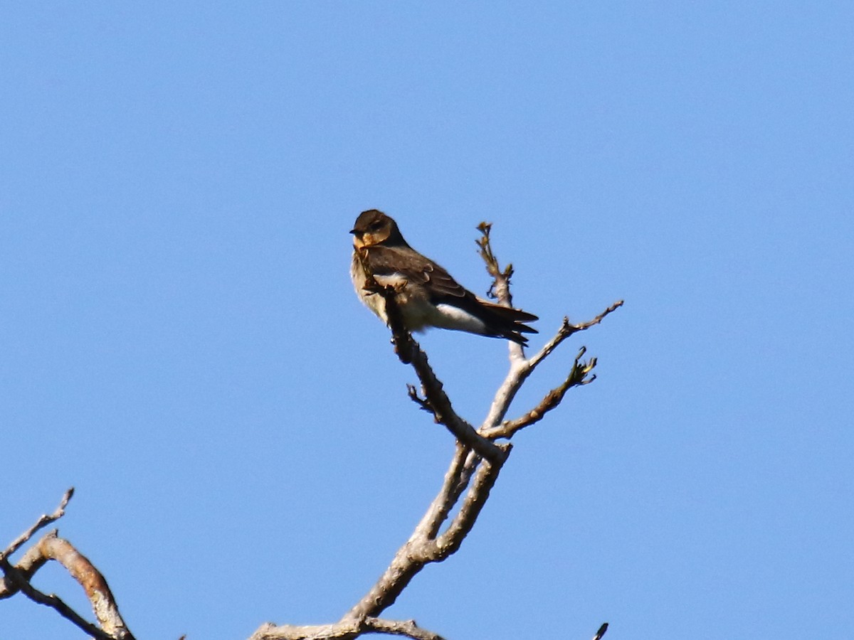 Southern Rough-winged Swallow - ML167819291