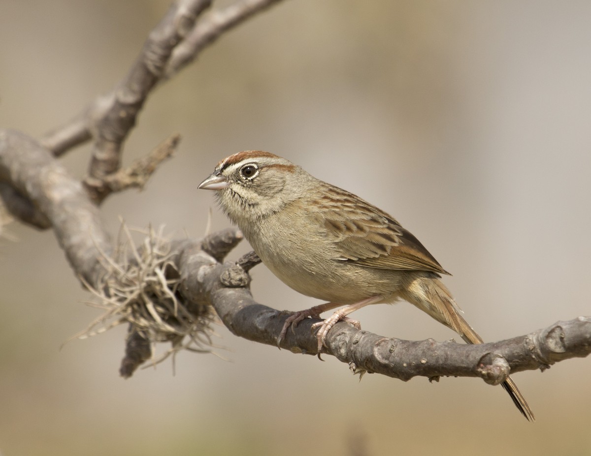 Rufous-crowned Sparrow - Jan Allen