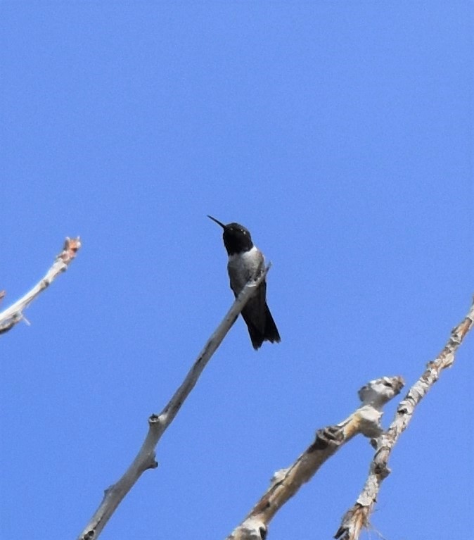 Black-chinned Hummingbird - Luis Munoz