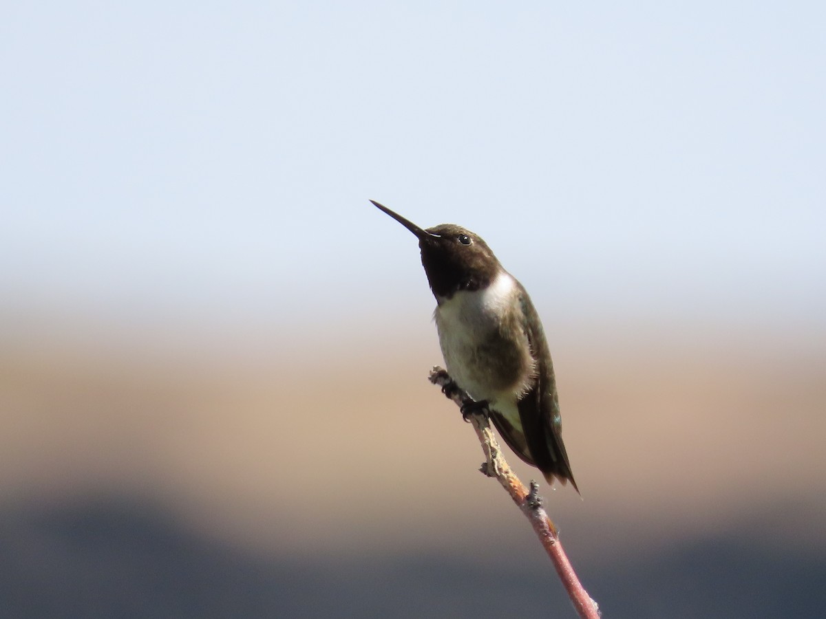 Black-chinned Hummingbird - Carla Bregman