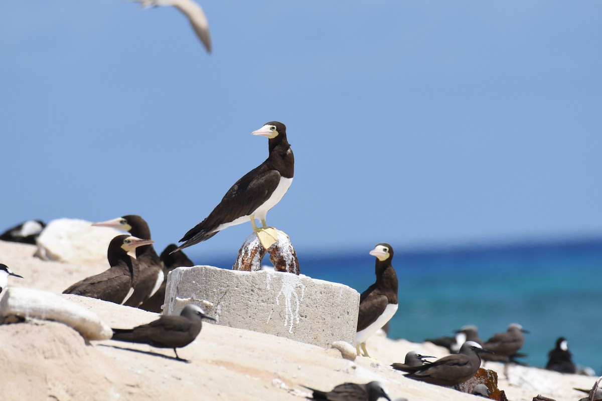 Brown Booby - ML167829431