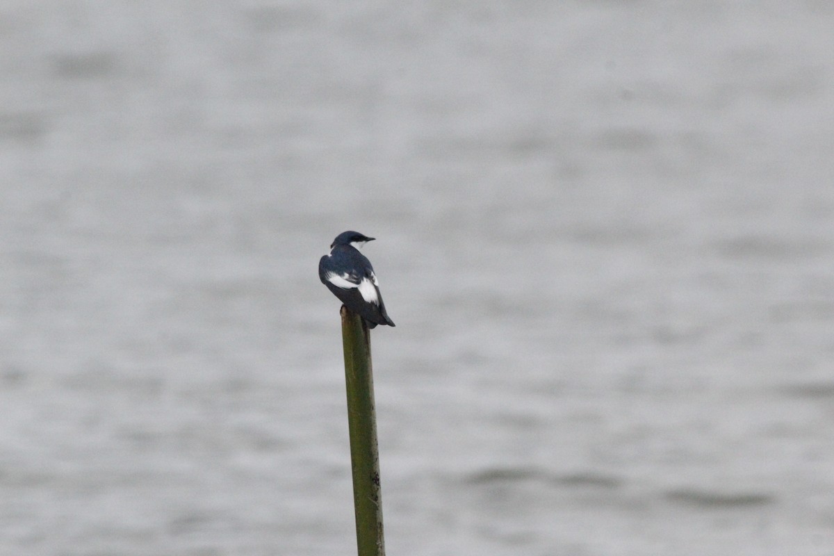 White-winged Swallow - ML167834561
