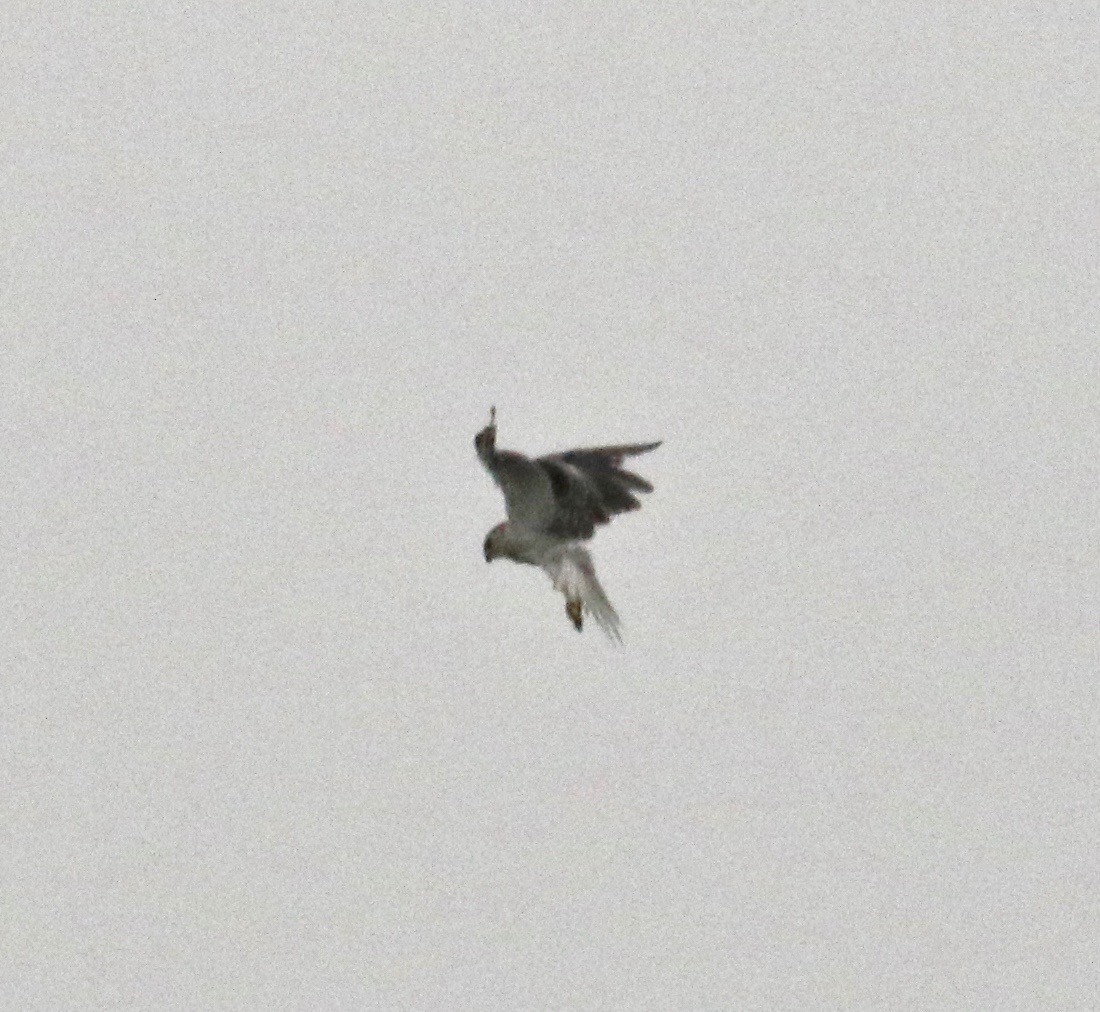White-tailed Kite - ML167835401