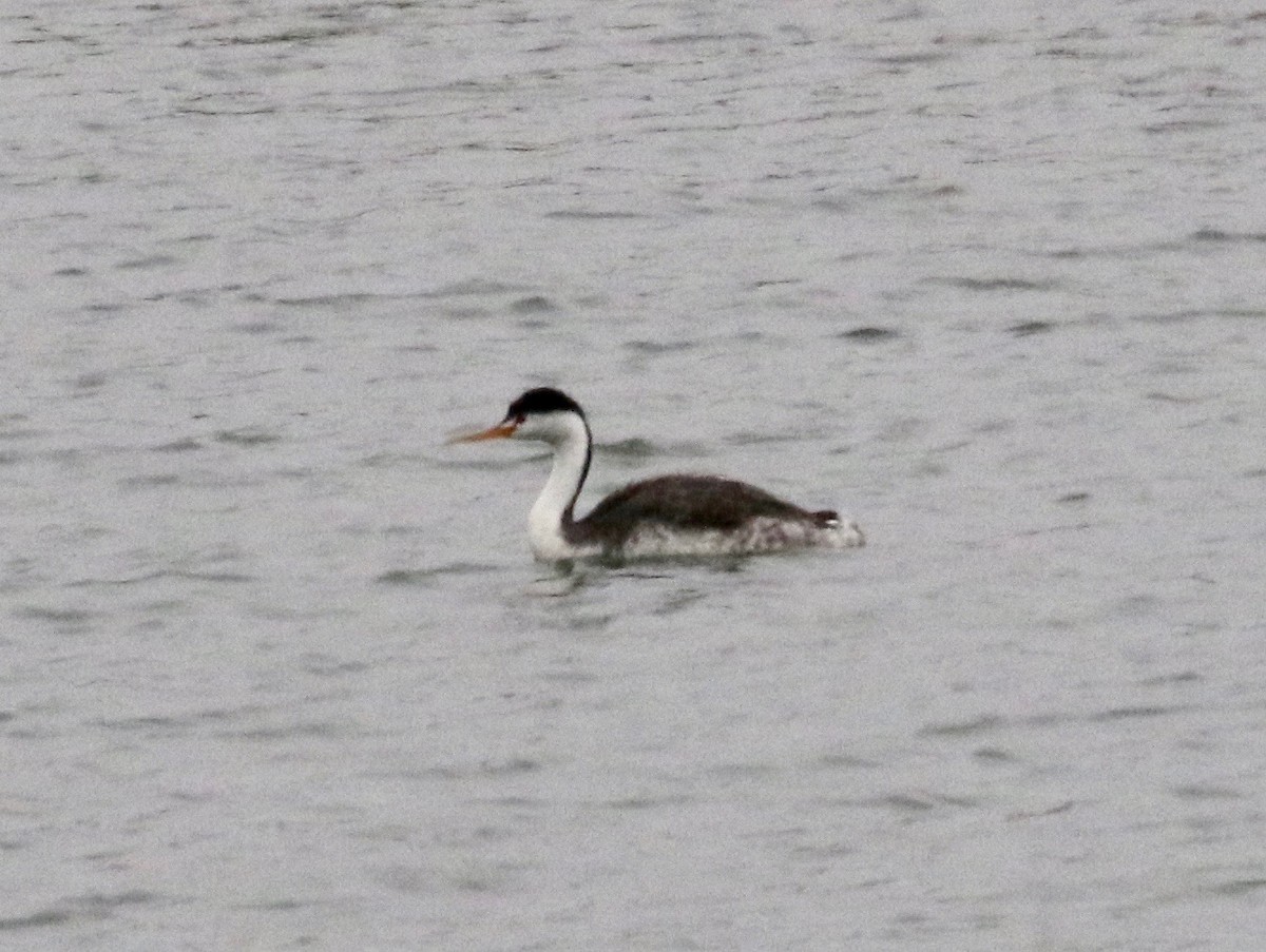 Clark's Grebe - Millie and Peter Thomas