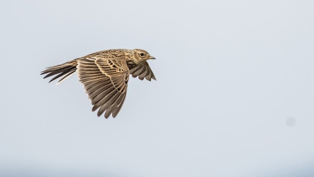 Eurasian Skylark Ebird