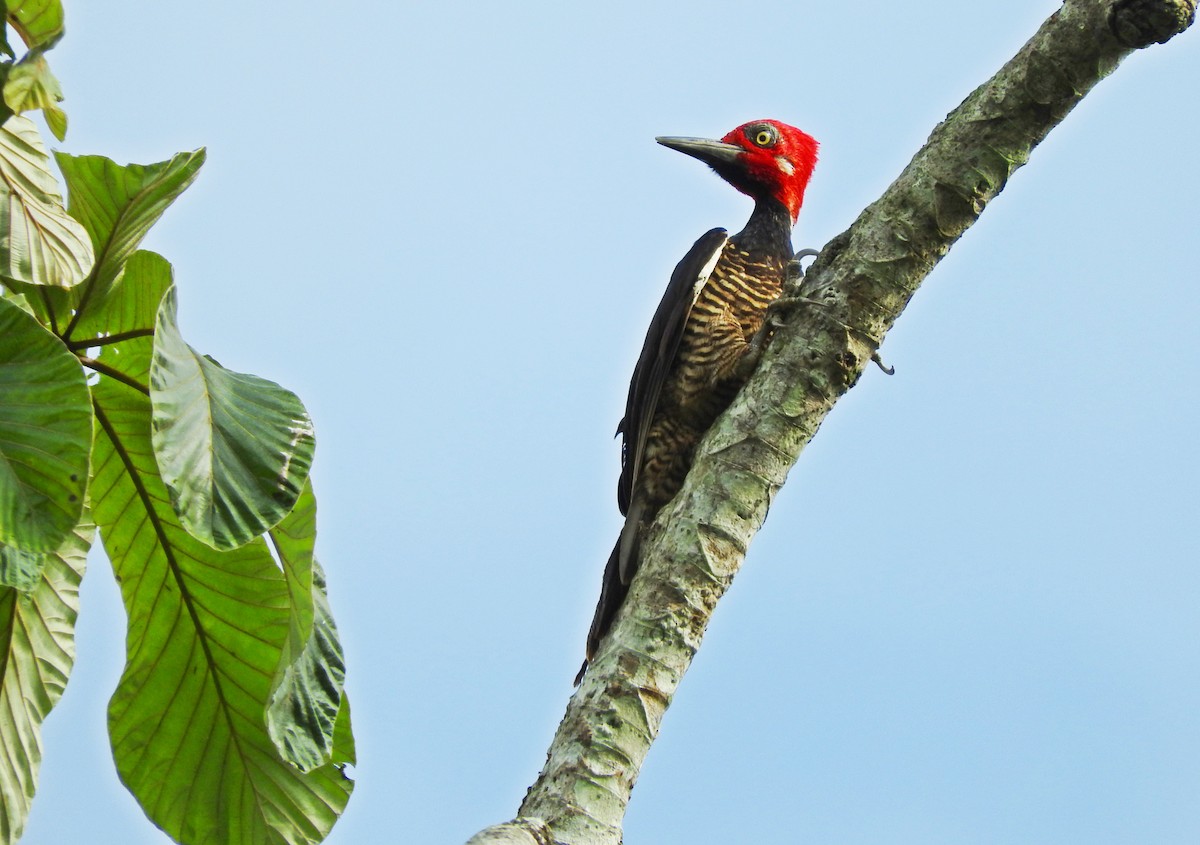 Guayaquil Woodpecker - ML167838421