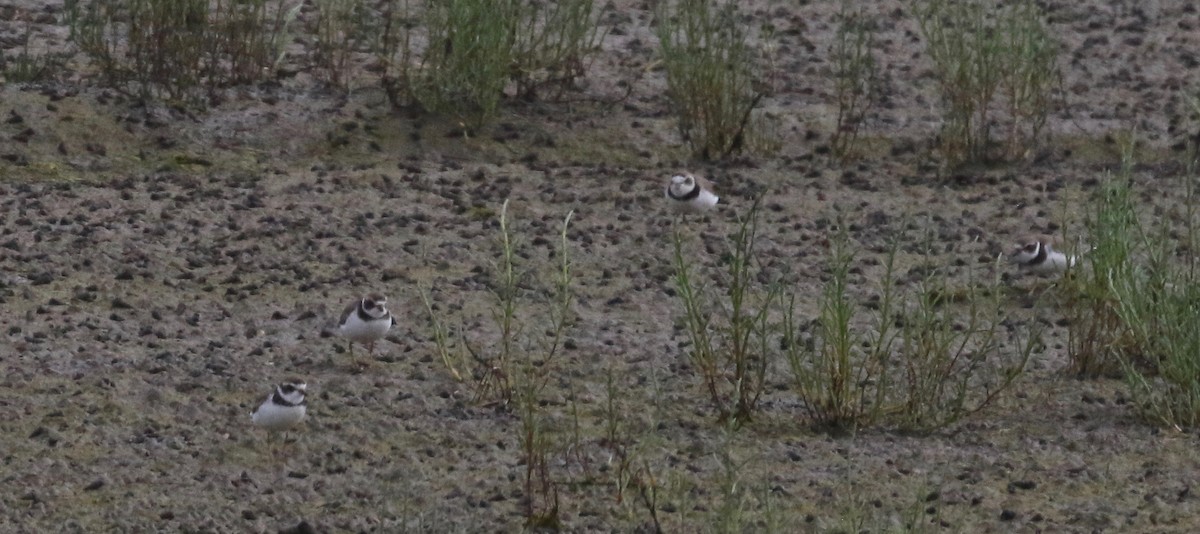 Semipalmated Plover - ML167838471