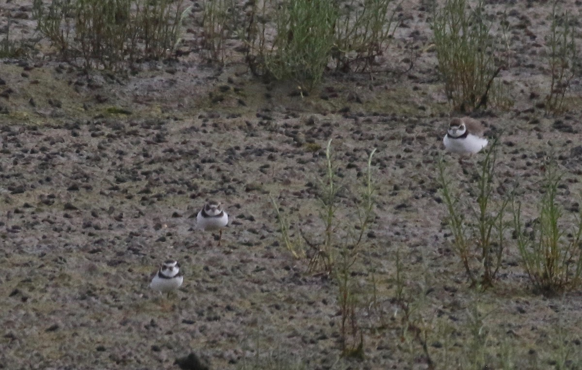 Semipalmated Plover - ML167838481