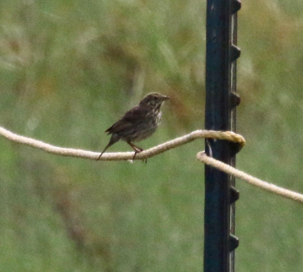 Savannah Sparrow (Belding's) - ML167838711