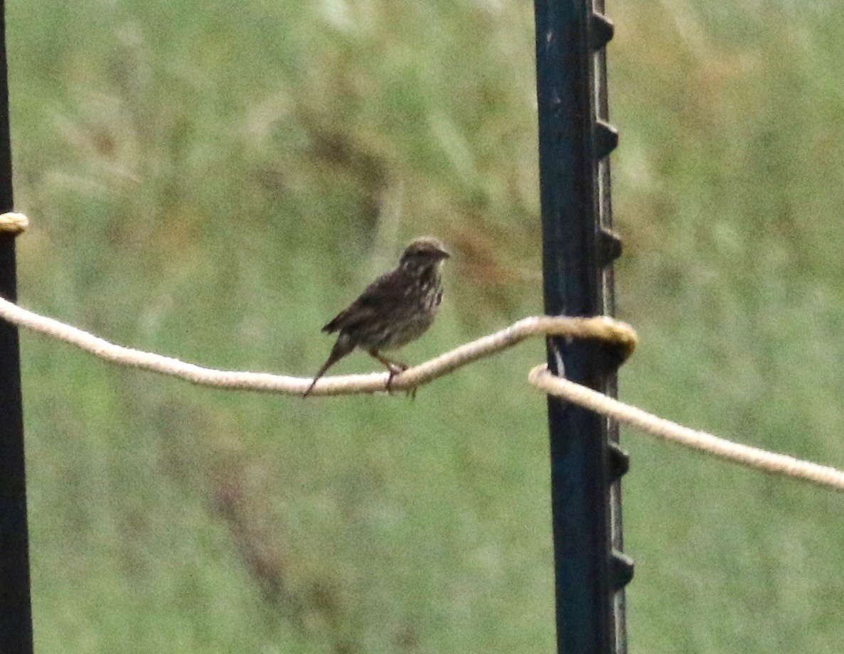 Savannah Sparrow (Belding's) - ML167838721
