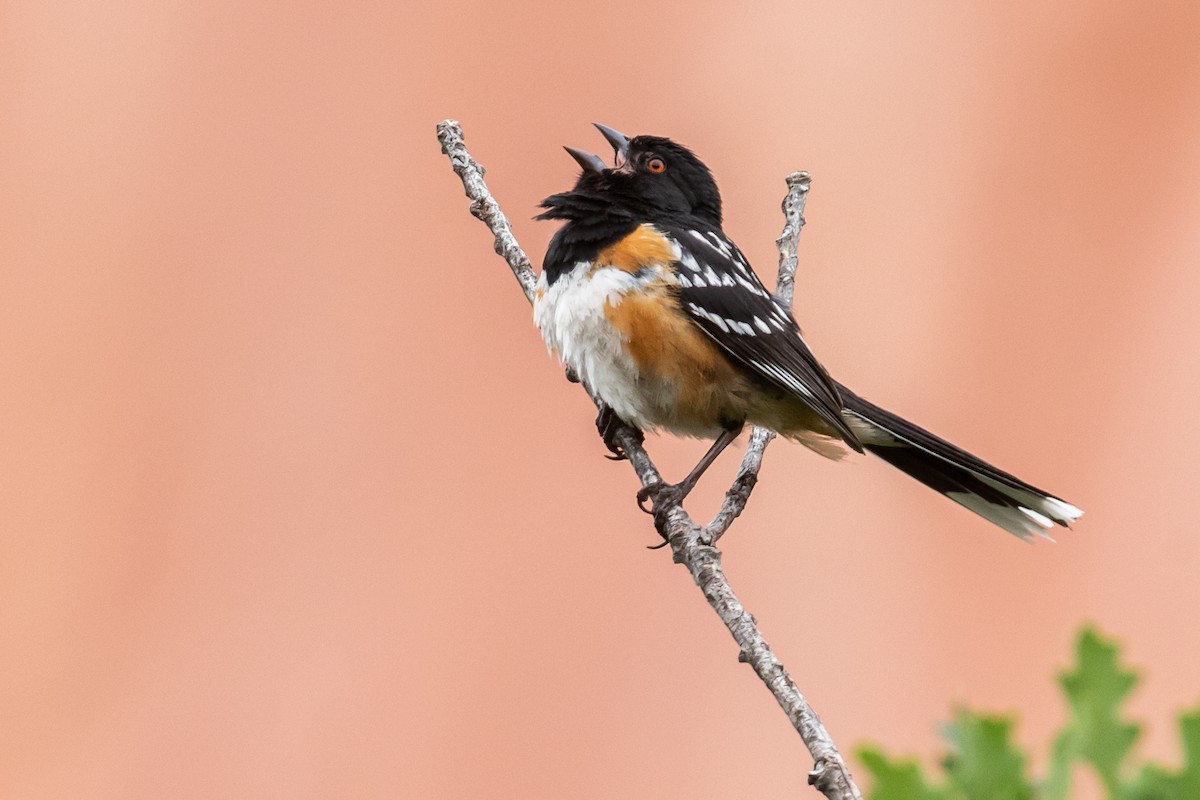 Spotted Towhee - ML167839511