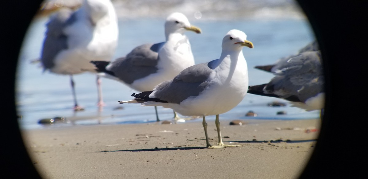 California Gull - Donald Pendleton