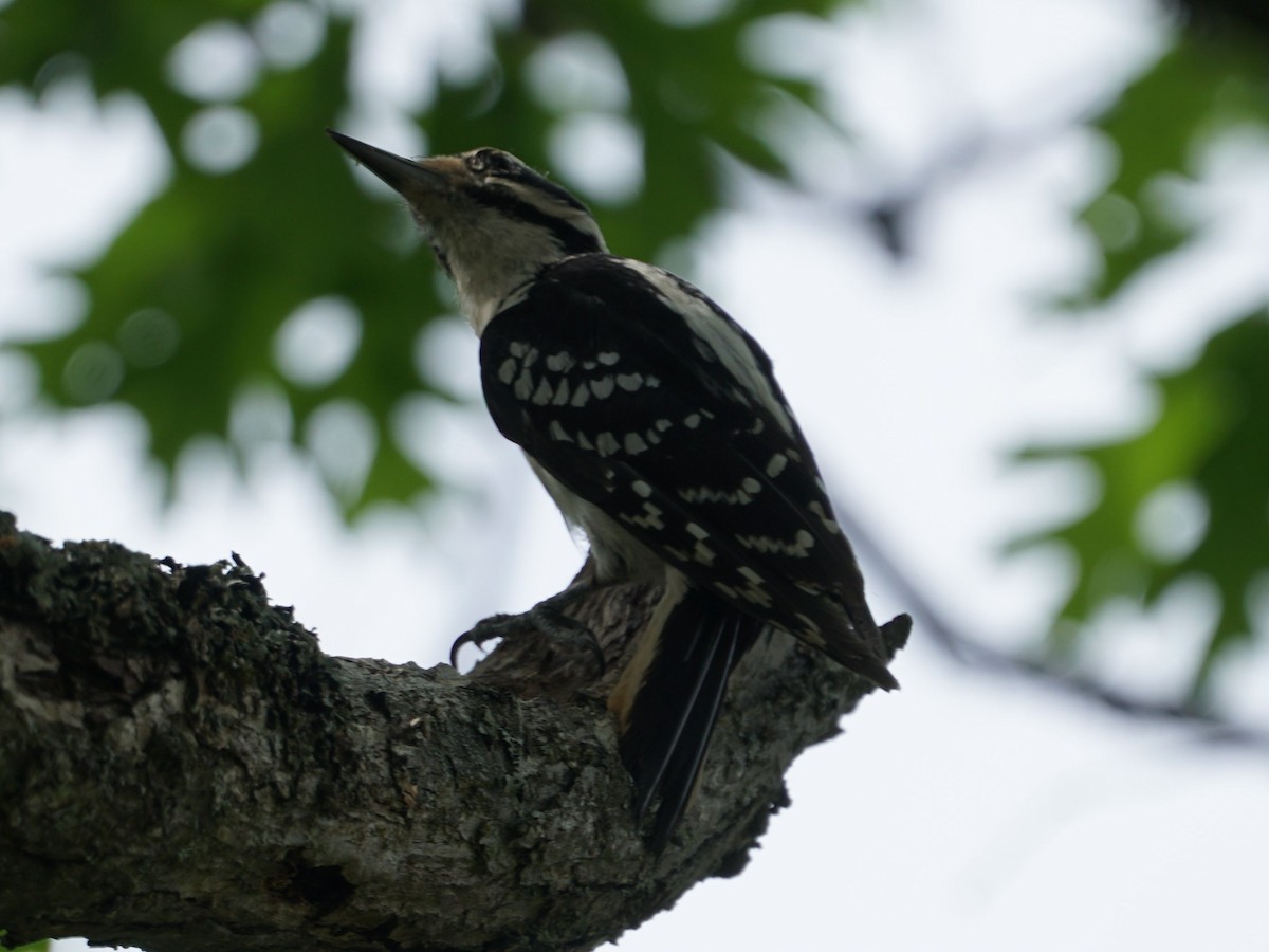 Hairy Woodpecker - james barry
