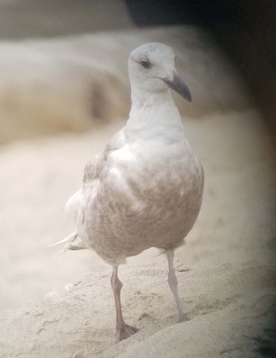 Glaucous-winged Gull - Donald Pendleton
