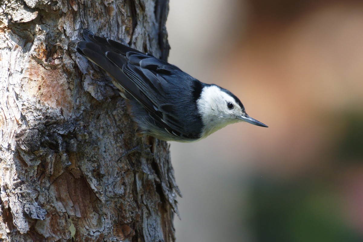 White-breasted Nuthatch - Richard Trinkner