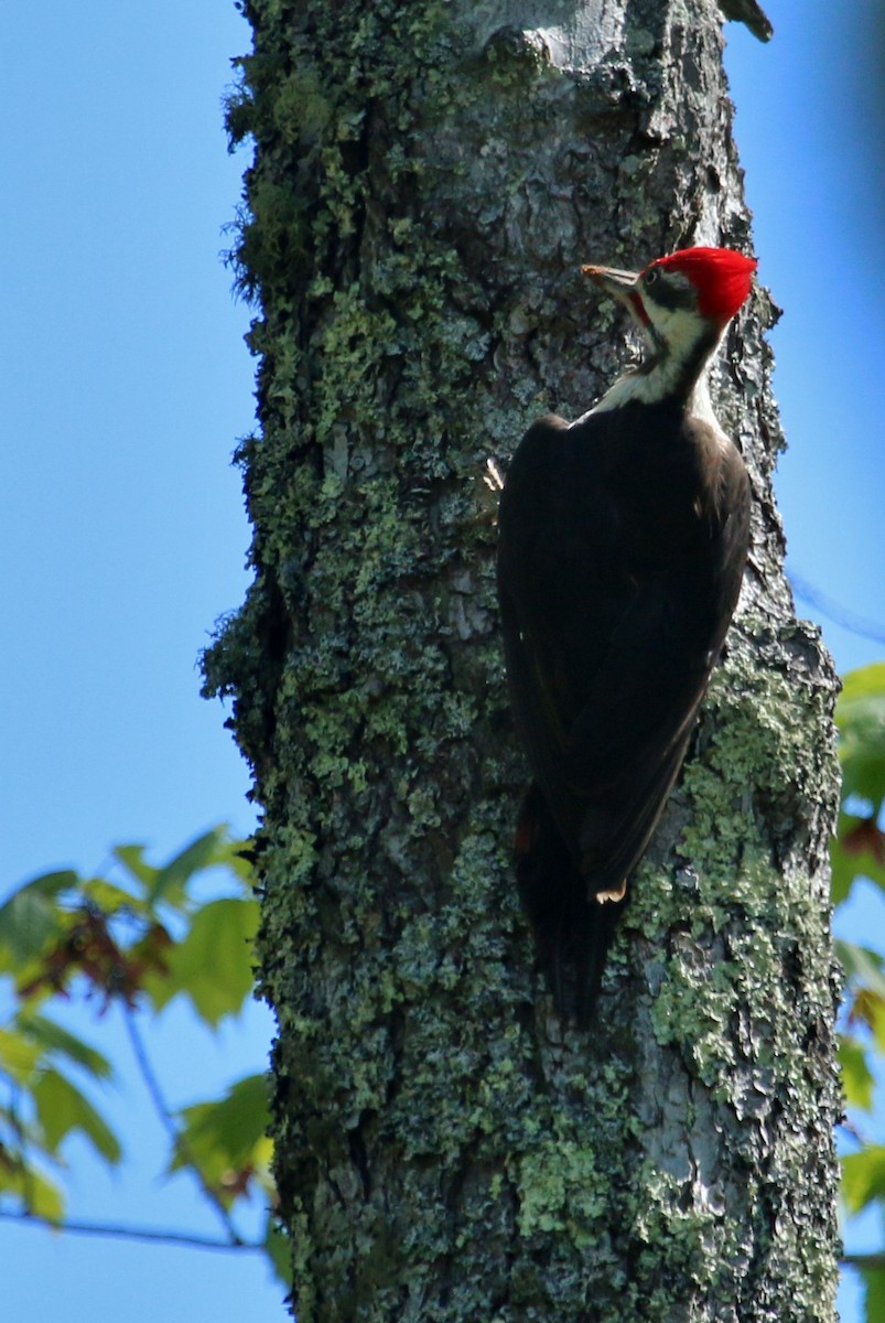 Pileated Woodpecker - Christine Jacobs