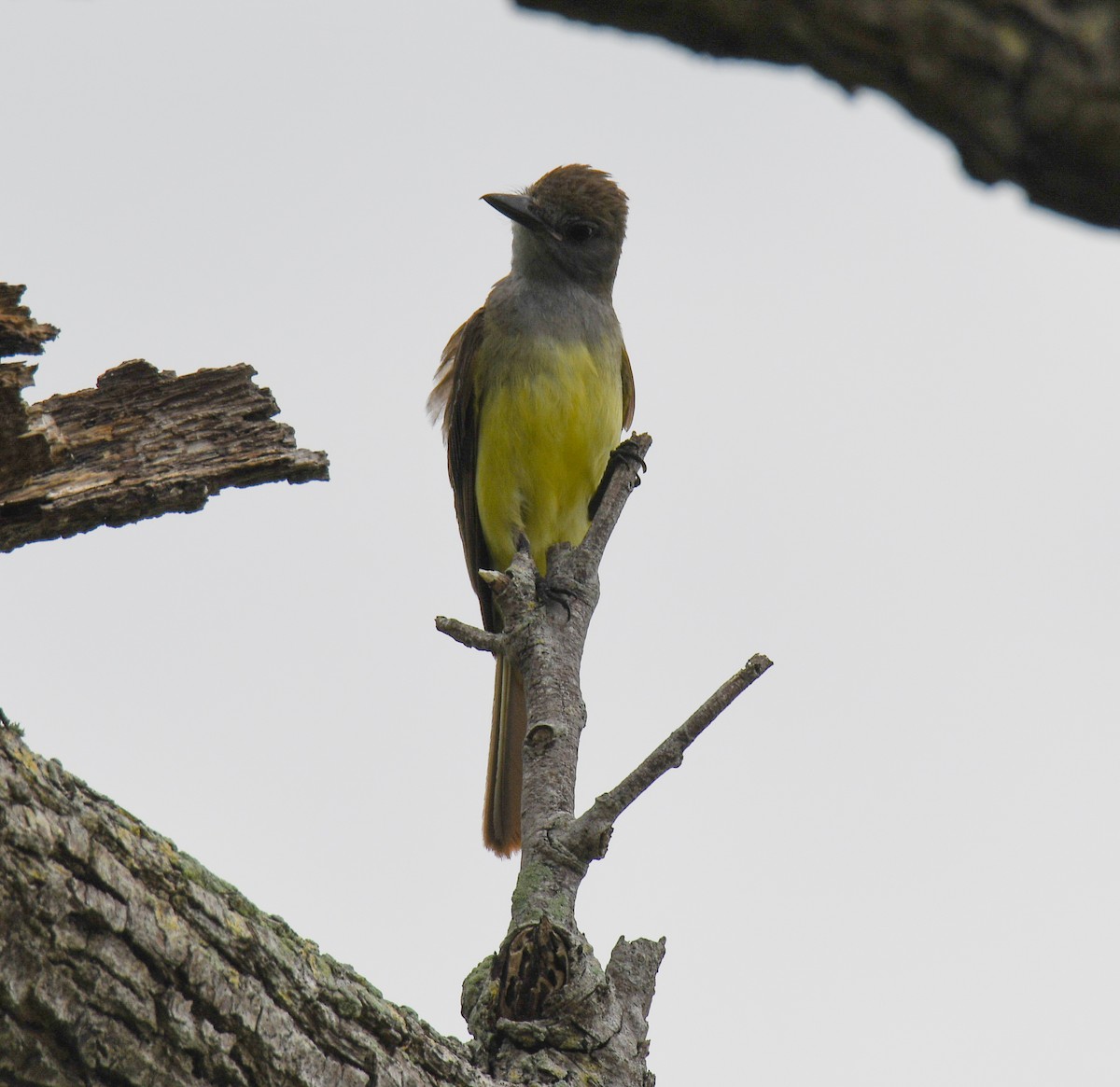 Great Crested Flycatcher - Kristina Fisher