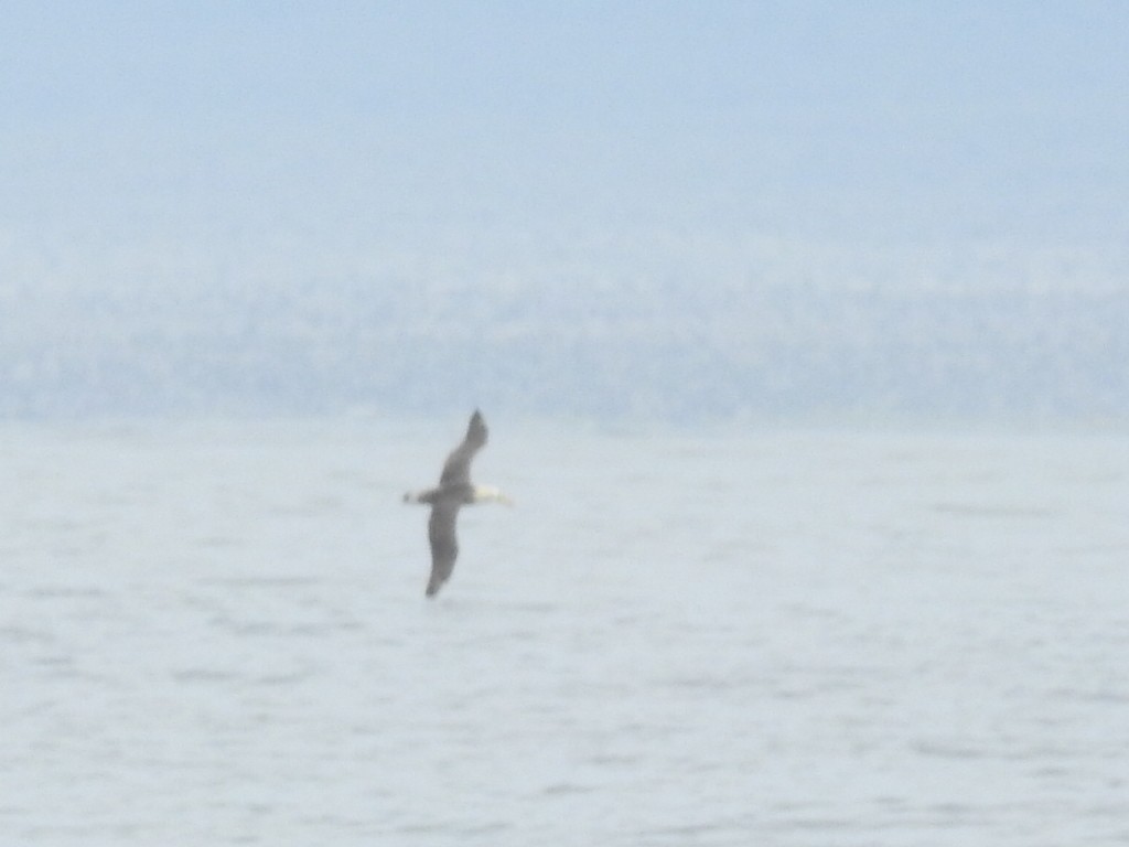 Waved Albatross - ML167852761