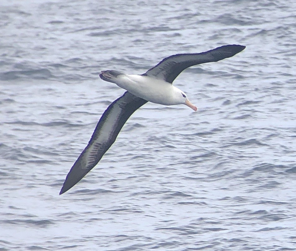 Black-browed Albatross - ML167855191