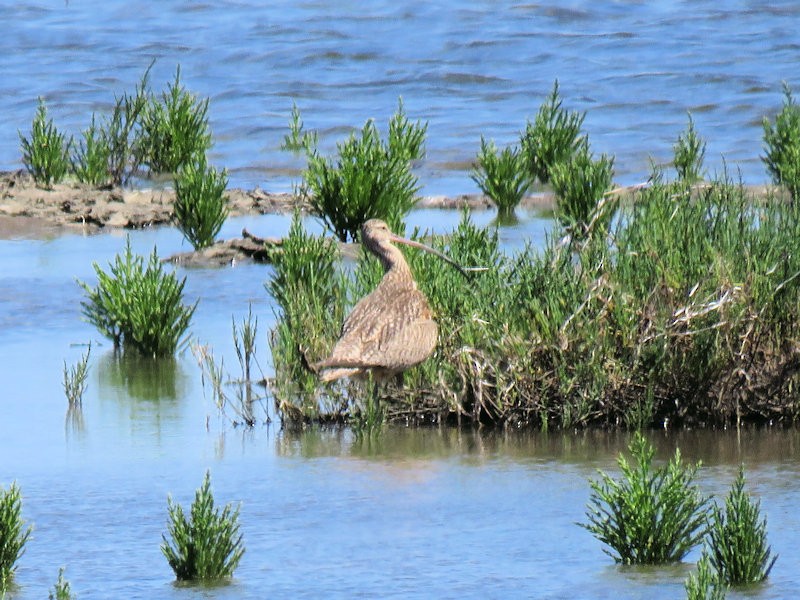 Long-billed Curlew - ML167856151
