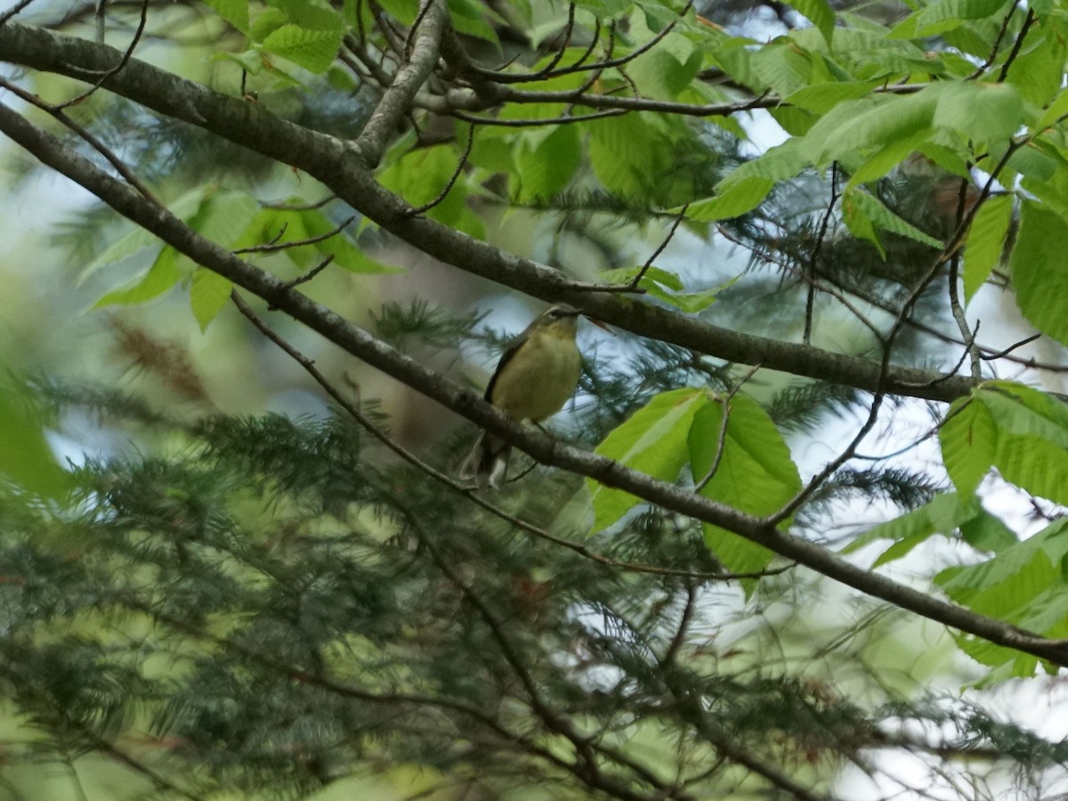 Black-throated Blue Warbler - james barry