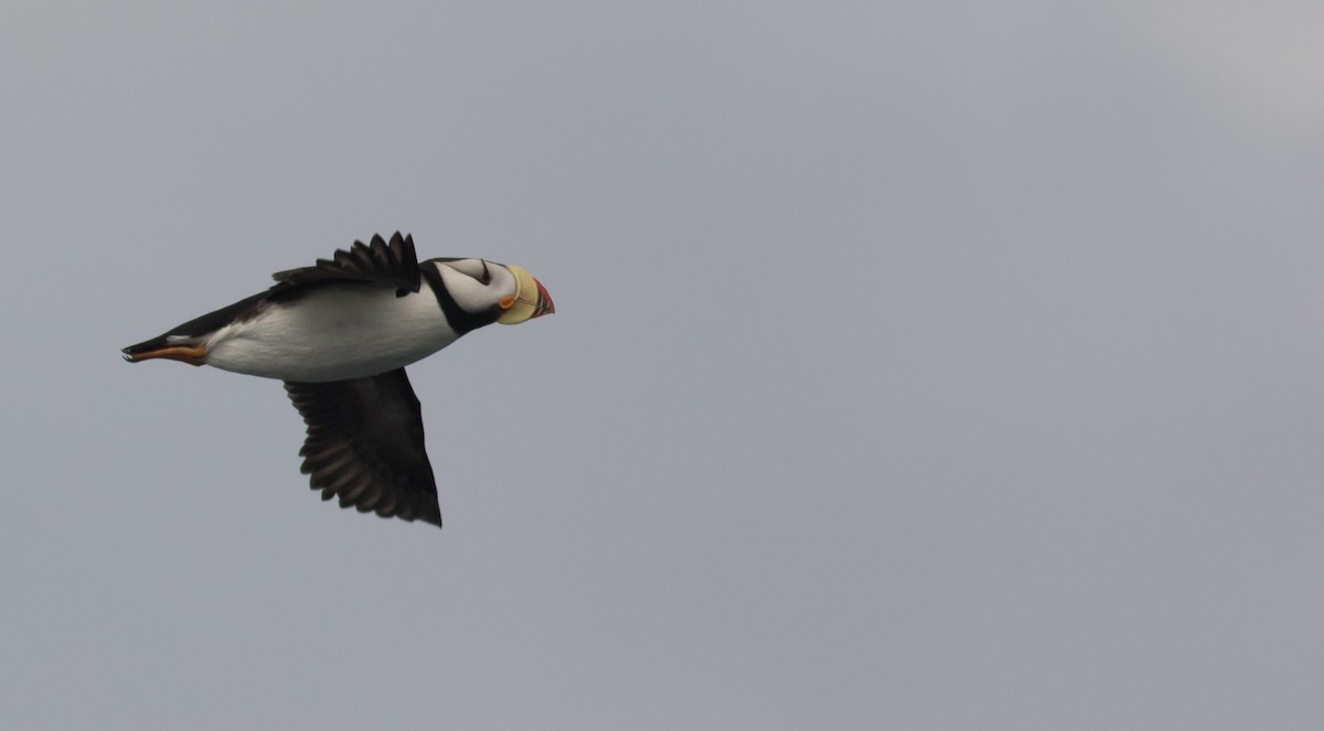 Horned Puffin - ML167857681