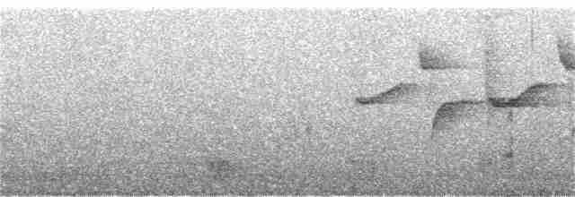 Eurasian Collared-Dove - ML167858131