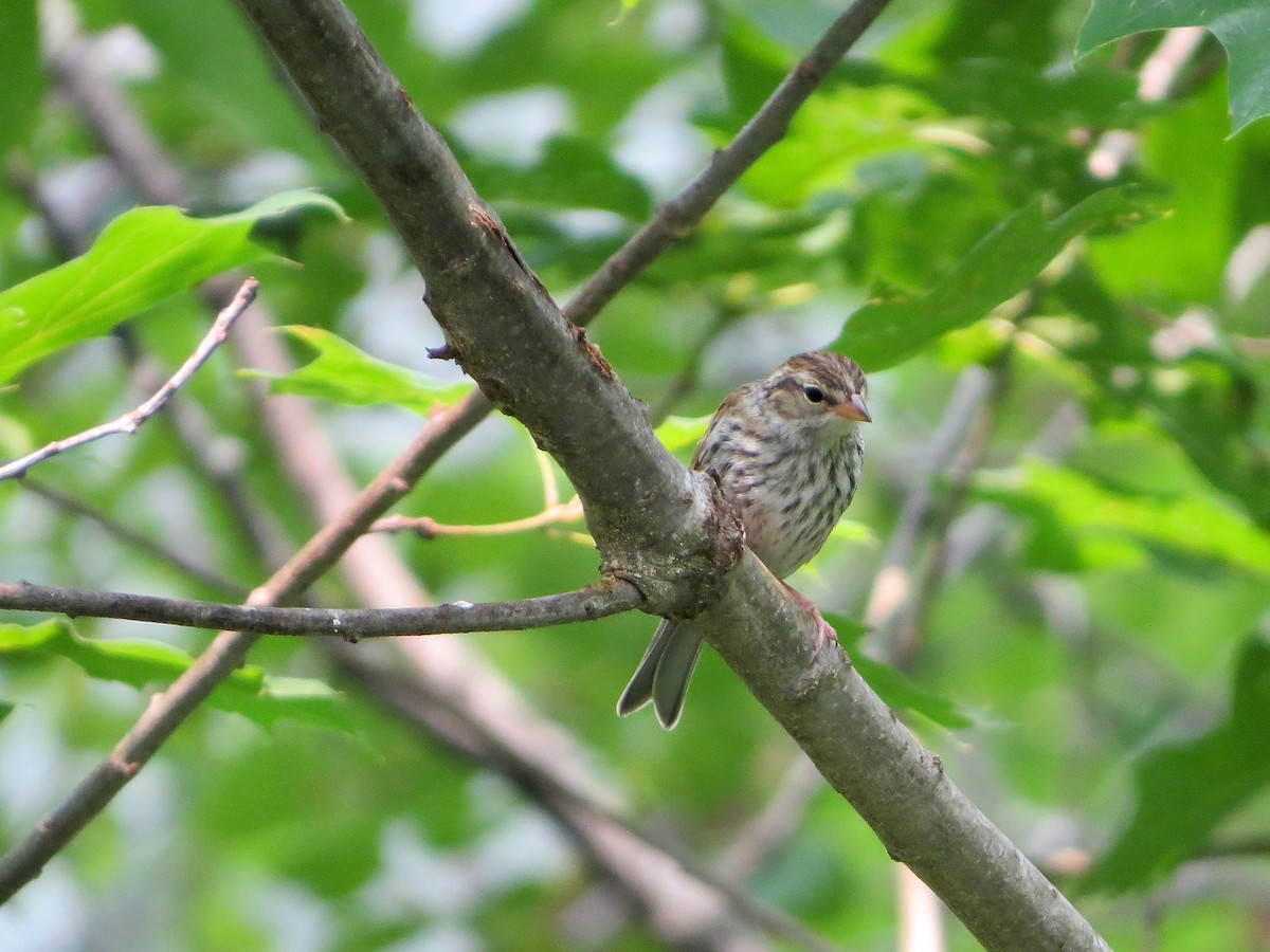 Chipping Sparrow - ML167861011
