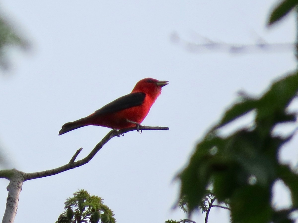 Scarlet Tanager - ML167861081