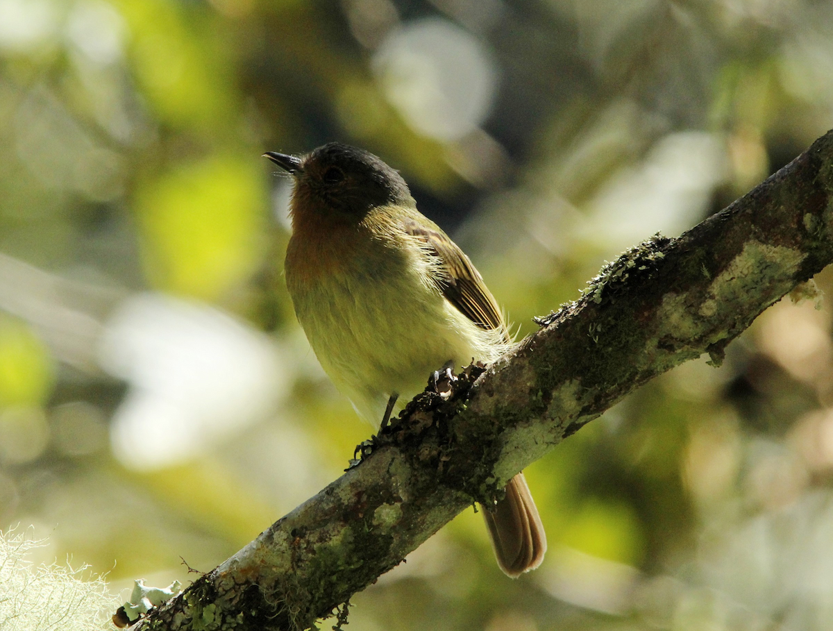 Rufous-breasted Flycatcher - ML167861281