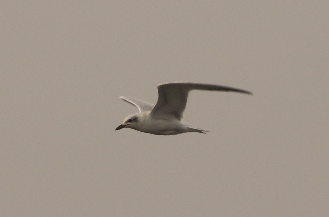 Gull-billed Tern - Anuar López