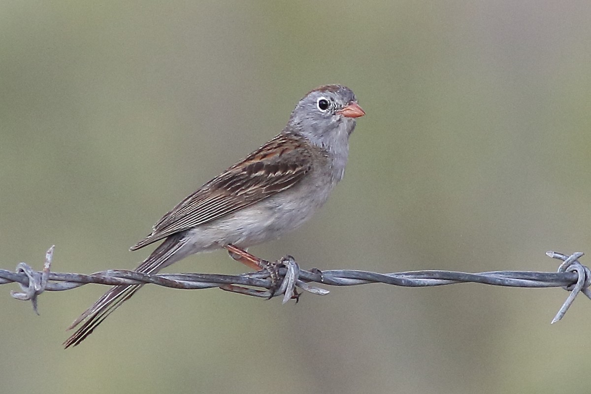 Worthen's Sparrow - ML167862851